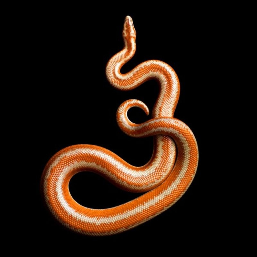 The incredible beauty of venomous snakes in Mark Light's photo project The incredible beauty of venomous snakes in Mark Light's photo project