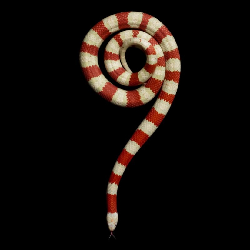 The incredible beauty of venomous snakes in Mark Light's photo project The incredible beauty of venomous snakes in Mark Light's photo project