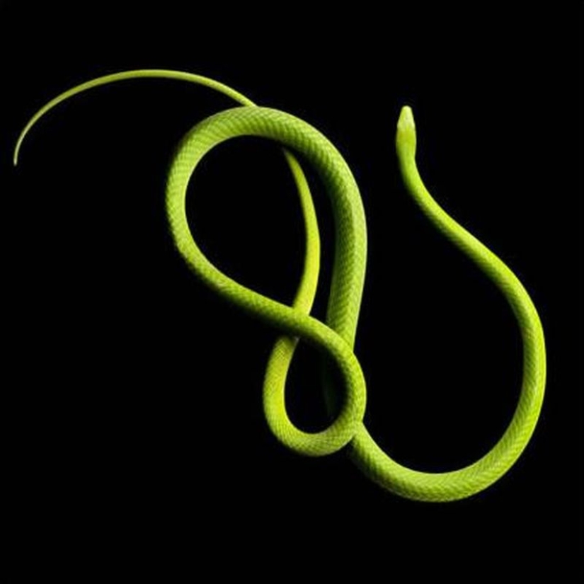 The incredible beauty of venomous snakes in Mark Light's photo project The incredible beauty of venomous snakes in Mark Light's photo project