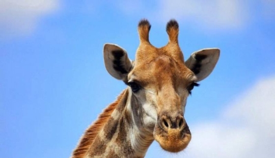 The life of a giraffe is a daily hell and all because of the long neck