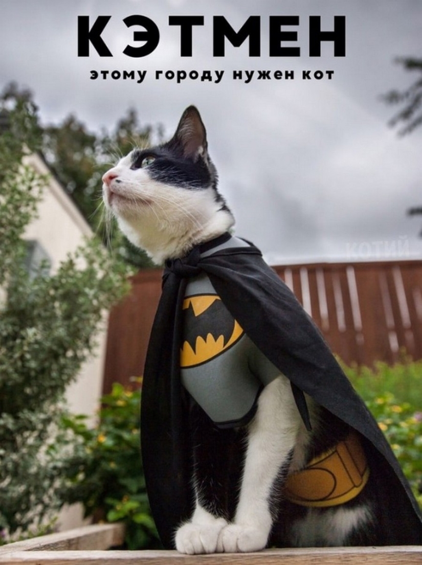 The Lord gets the last of the trays Kus! Posters of box office hits with cats in the lead roles