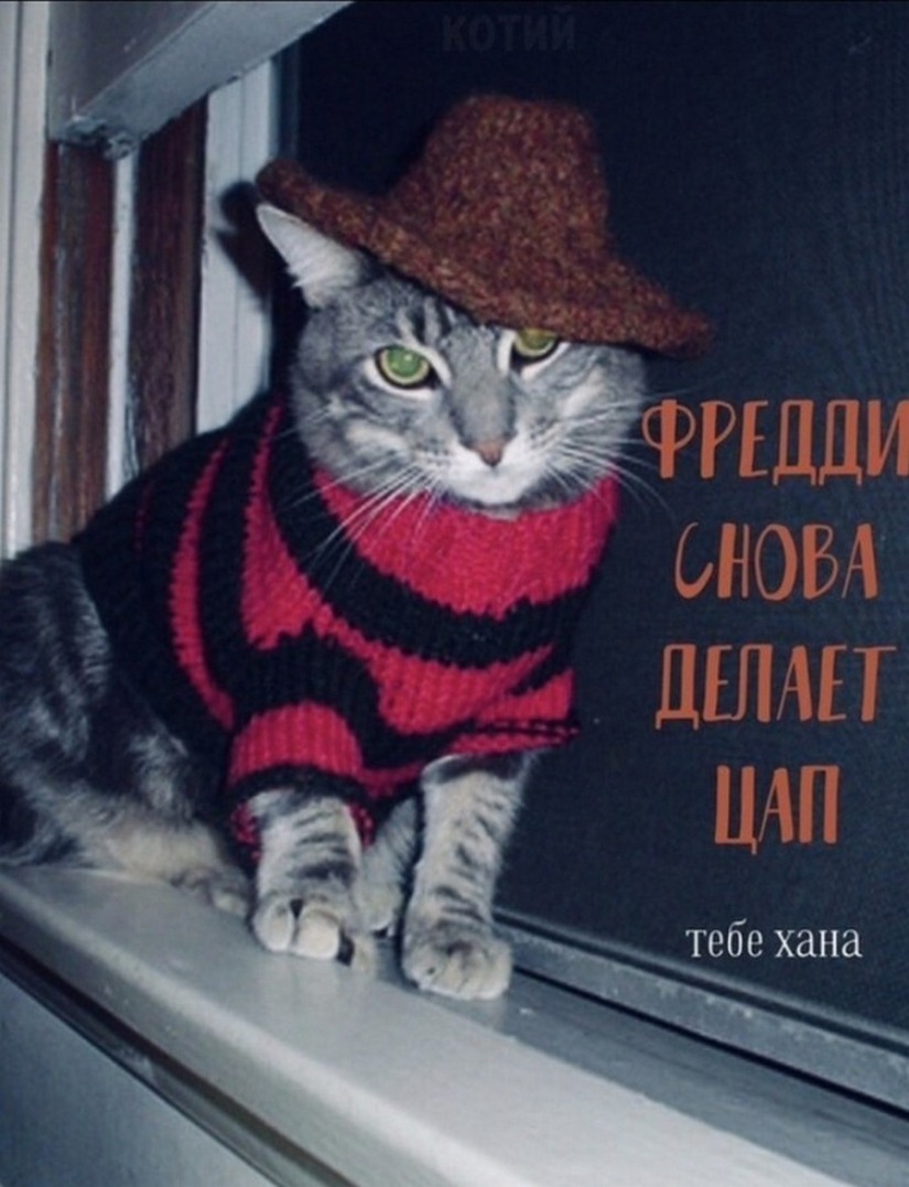 The Lord gets the last of the trays Kus! Posters of box office hits with cats in the lead roles