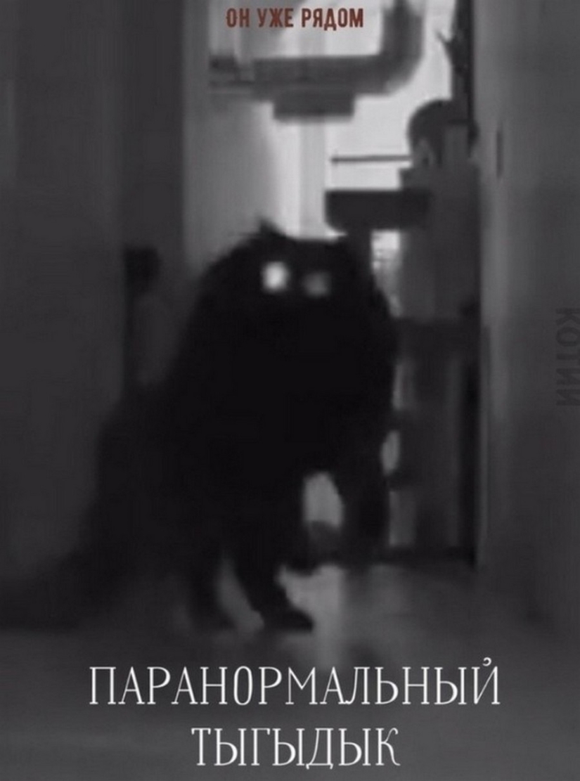 The Lord gets the last of the trays Kus! Posters of box office hits with cats in the lead roles