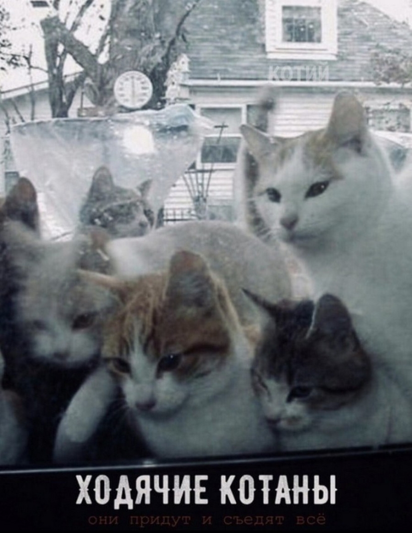 The Lord gets the last of the trays Kus! Posters of box office hits with cats in the lead roles