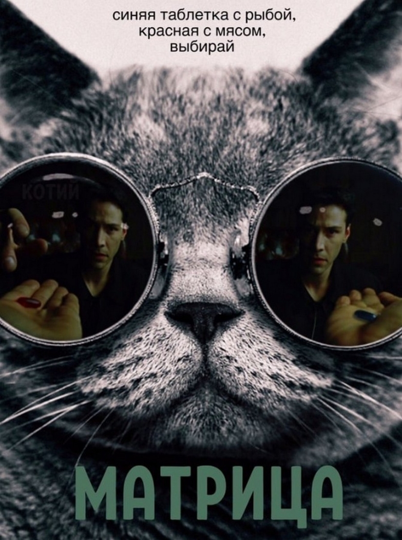 The Lord gets the last of the trays Kus! Posters of box office hits with cats in the lead roles
