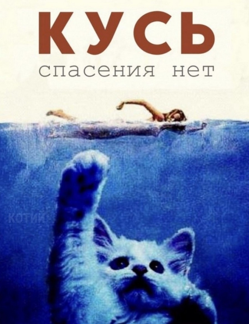 The Lord gets the last of the trays Kus! Posters of box office hits with cats in the lead roles