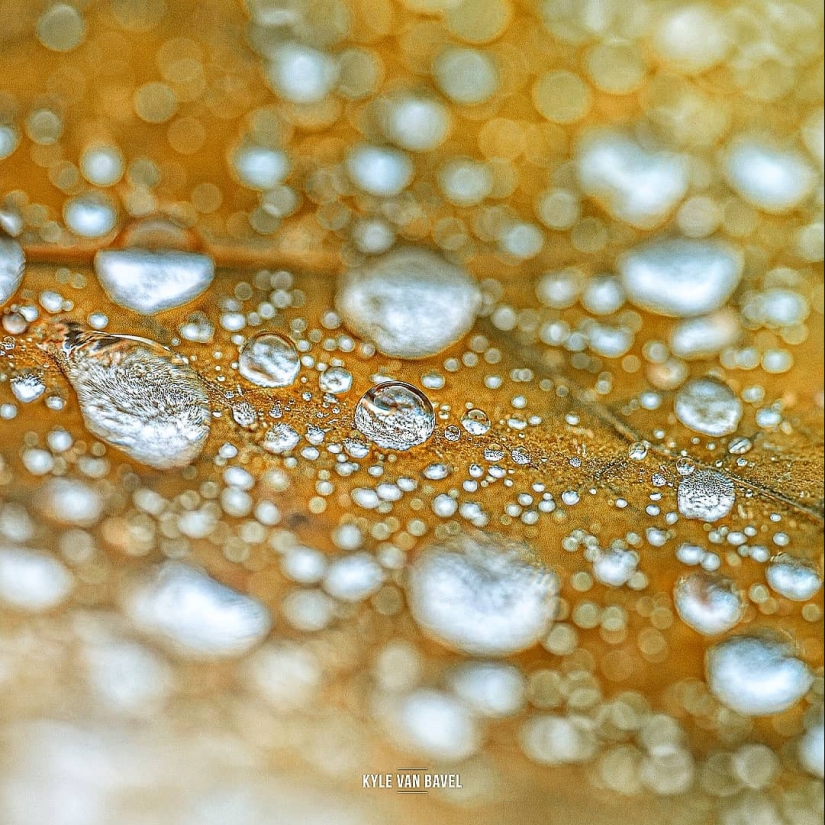 The magic of macrophotography: beautiful flowers and insects in the lens Kyle van Bavel The magic of macrophotography: beautiful flowers and insects in the lens Kyle van Bavel