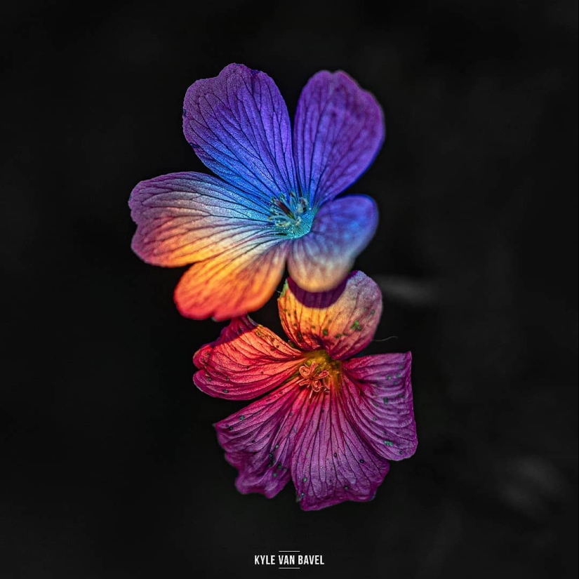 The magic of macrophotography: beautiful flowers and insects in the lens Kyle van Bavel The magic of macrophotography: beautiful flowers and insects in the lens Kyle van Bavel