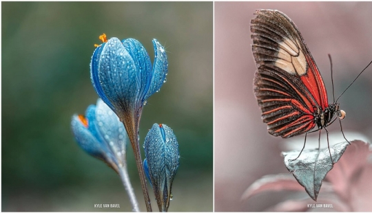 The magic of macrophotography: beautiful flowers and insects in the lens Kyle van Bavel