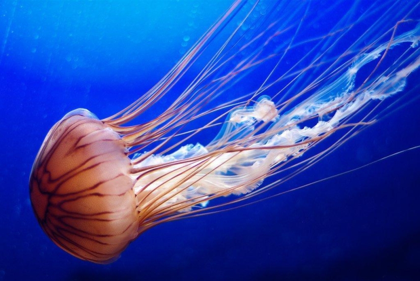The most beautiful and colorful jellyfish The most beautiful and colorful jellyfish