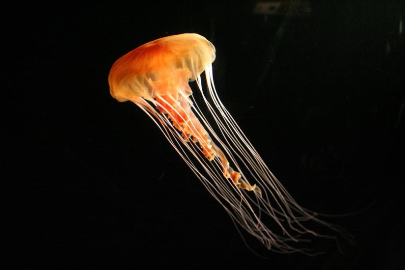 The most beautiful and colorful jellyfish The most beautiful and colorful jellyfish