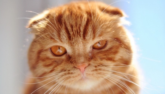 The most beautiful cat breeds The most beautiful cat breeds