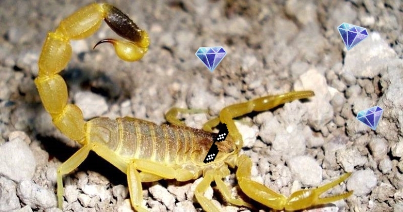 The most expensive liquid in the world is scorpion venom for 760 million rubles