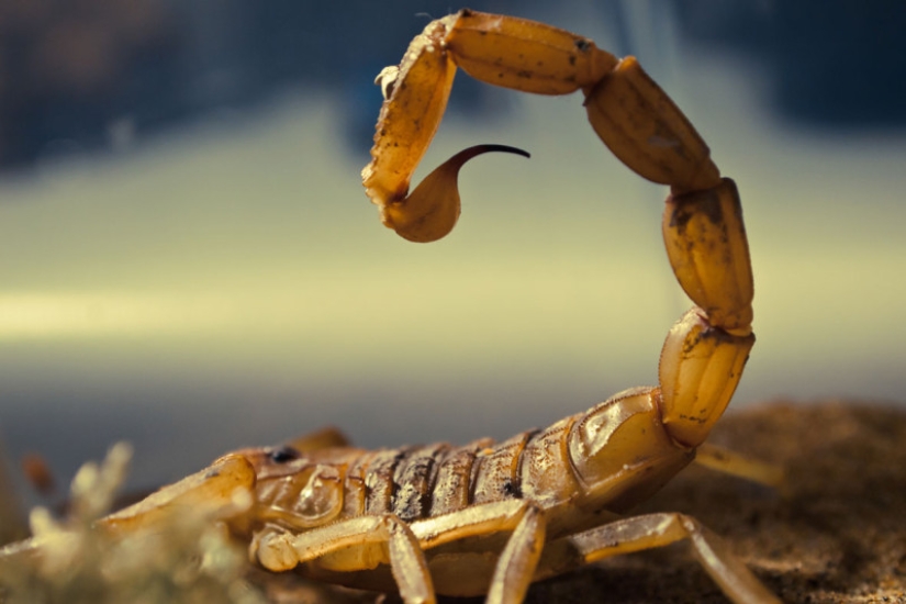 The most expensive liquid in the world is scorpion venom for 760 million rubles