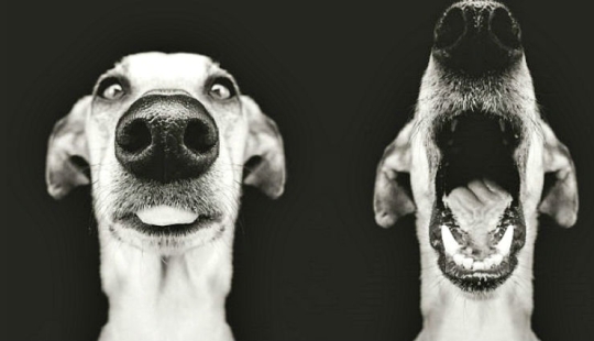 The most expressive dogs in the world by Elke Vogelslang