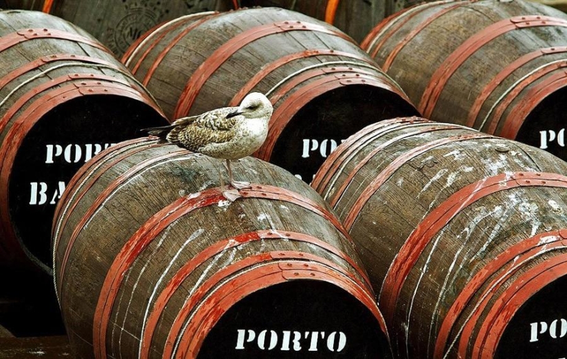 The most terrible dishes The most terrible dishes