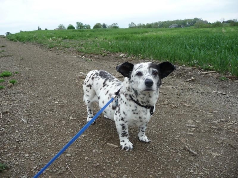 The most unusual dog breeds