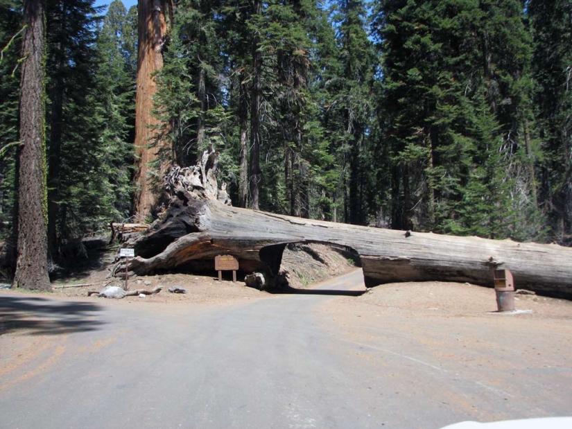 The most unusual transport tunnels