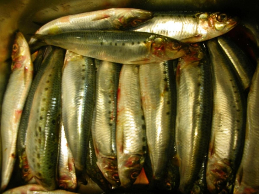 The most useful products for the body The most useful products for the body