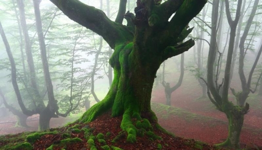 The mystical forest of the Basque Country The mystical forest of the Basque Country