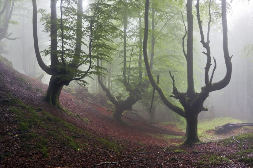The mystical forest of the Basque Country The mystical forest of the Basque Country
