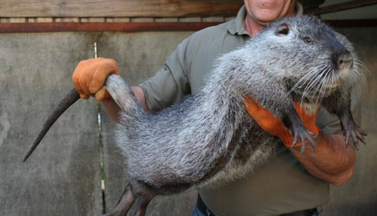 The Pacarana "Terrible Mouse" is a rare and affectionate animal from South America.