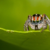 The Peacock Spider
