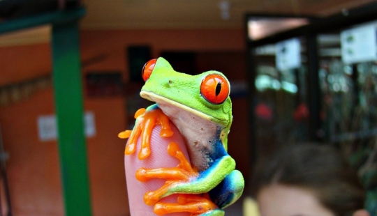 The red-eyed tree frog is an absolutely cartoonish frog.