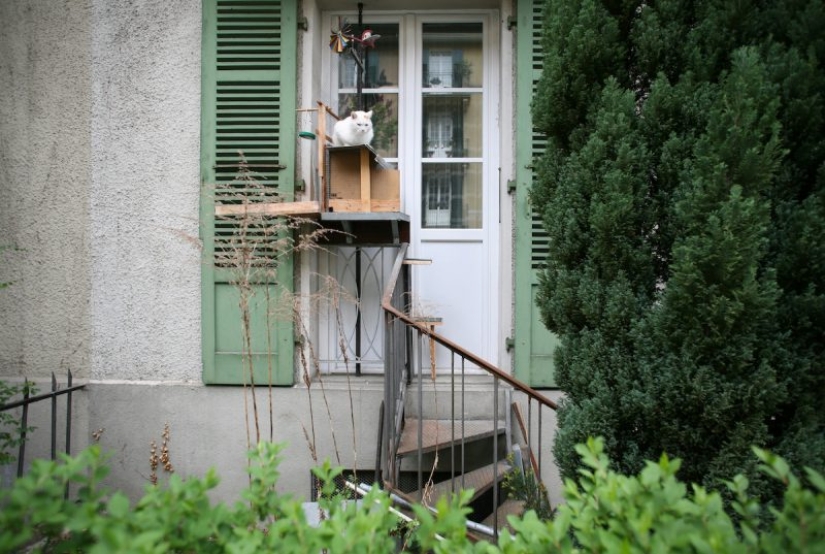 The road to the cat Kingdom: stairs to the furry Pets on the facades of Swiss houses