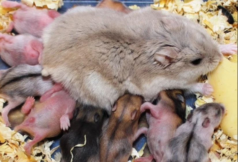 The secret life of herbivores: why do squirrels, rabbits and horses eat meat?