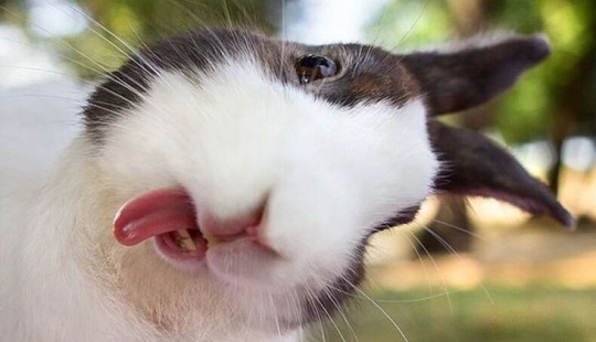 The secret life of herbivores: why do squirrels, rabbits and horses eat meat?