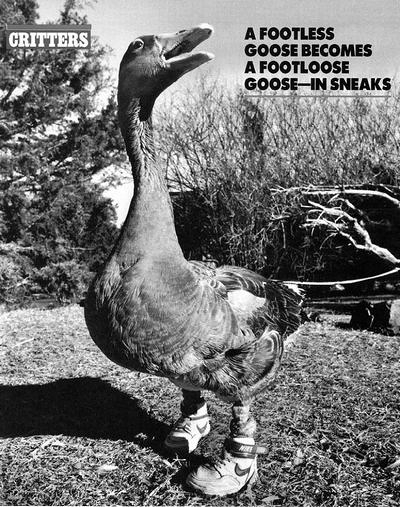 The story of Andy - a gray goose in children's sneakers The story of Andy - a gray goose in children's sneakers