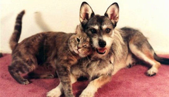 The story of Ginny, a dog with a heart of gold, who once became the "Cat of the Year"