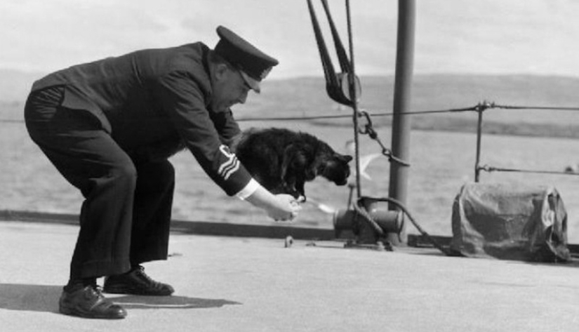 The Story of Unsinkable Sam, the Navy Cat Who Survived Three Ships The Story of Unsinkable Sam, the Navy Cat Who Survived Three Ships