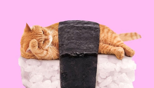 The surreal side of ordinary objects in the collages of the Mexican Paul Fuentes