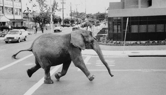 The tragic death of the elephant Tyke, which forever changed the attitude towards the circus