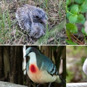 The Ugly Duckling and his 40 friends: what do the chicks of famous (and not so) birds look like