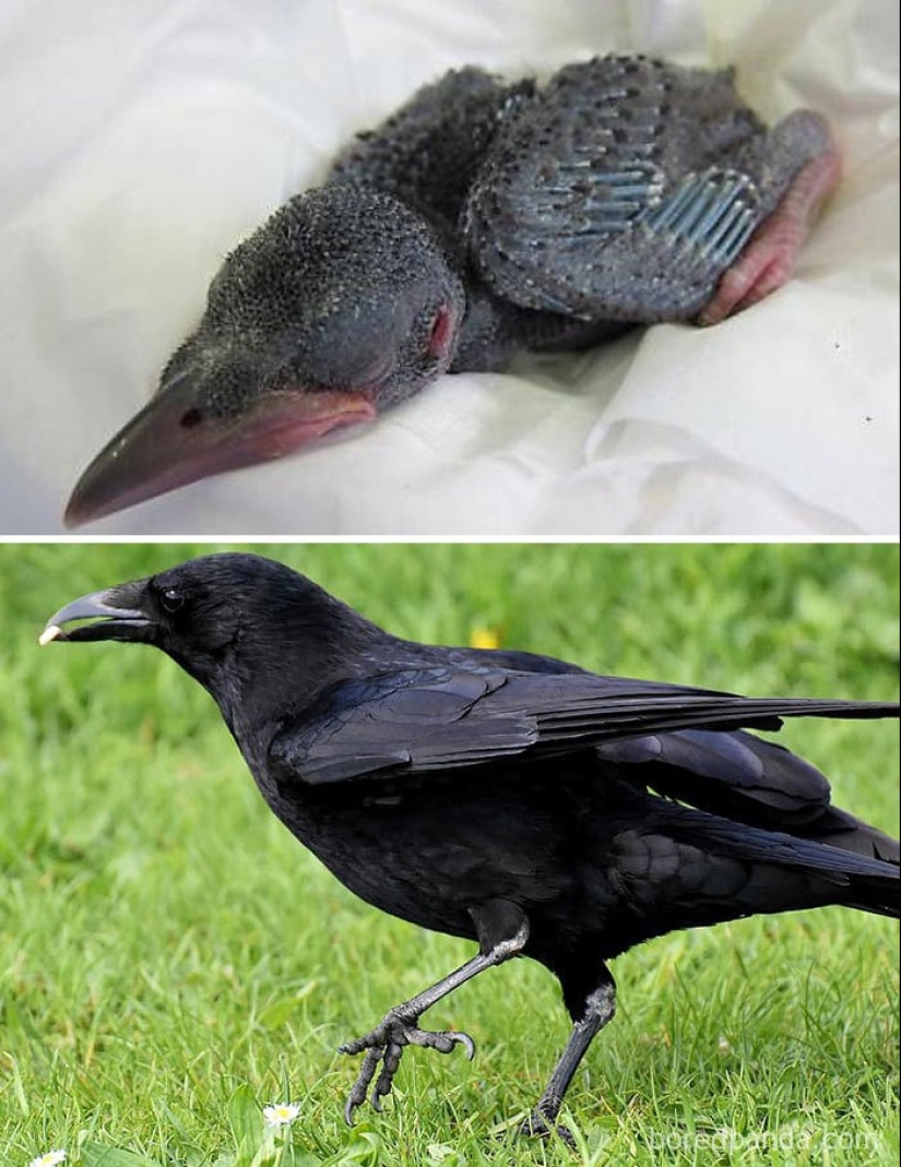 The Ugly Duckling and his 40 friends: what do the chicks of famous (and not so) birds look like