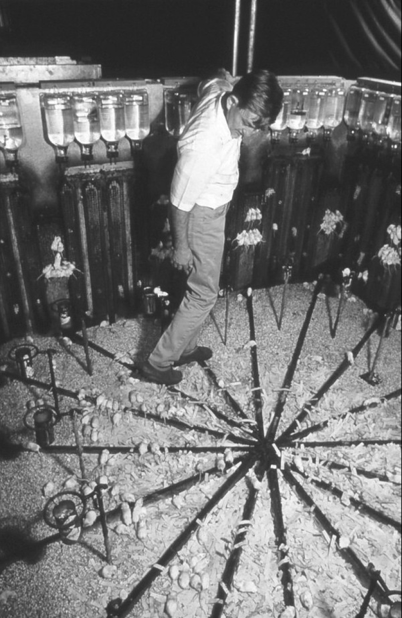 The Universe-25 Experiment: How Heaven became Hell The Universe-25 Experiment: How Heaven became Hell