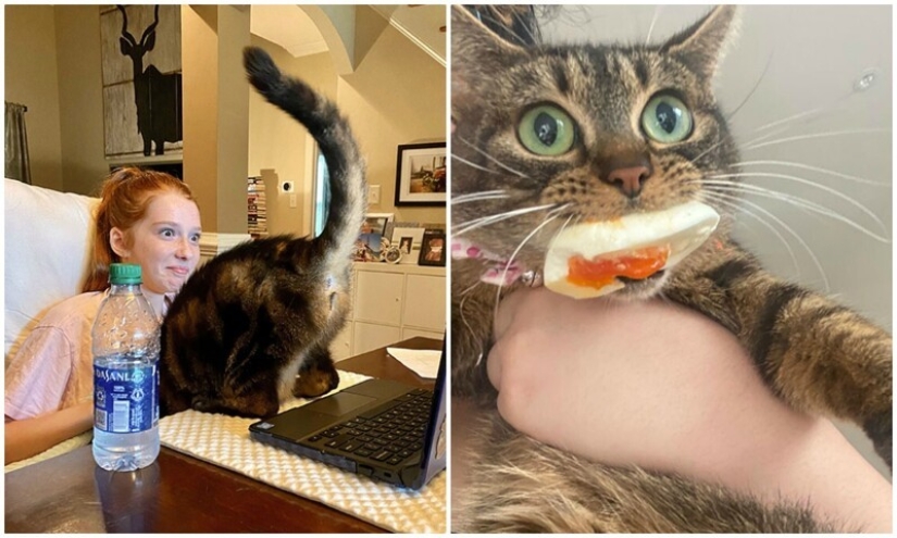 The very arrogance: cats who didn't care about the norms of good behavior The very arrogance: cats who didn't care about the norms of good behavior