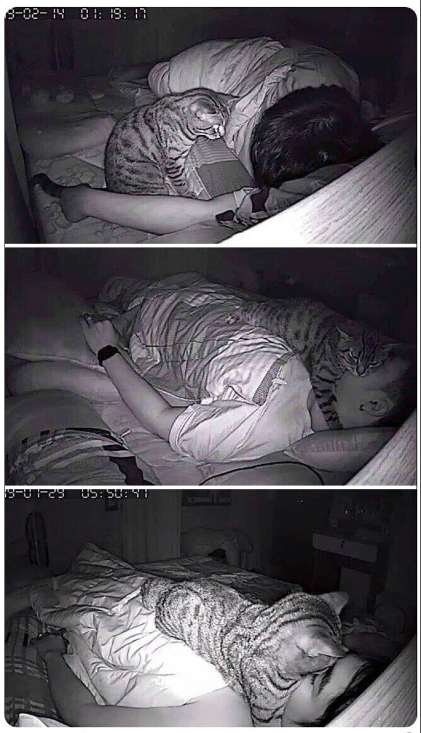 The very arrogance: cats who didn't care about the norms of good behavior The very arrogance: cats who didn't care about the norms of good behavior