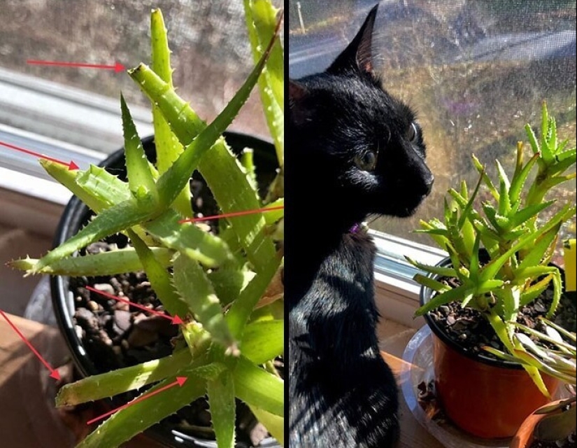 The very arrogance: cats who didn't care about the norms of good behavior The very arrogance: cats who didn't care about the norms of good behavior