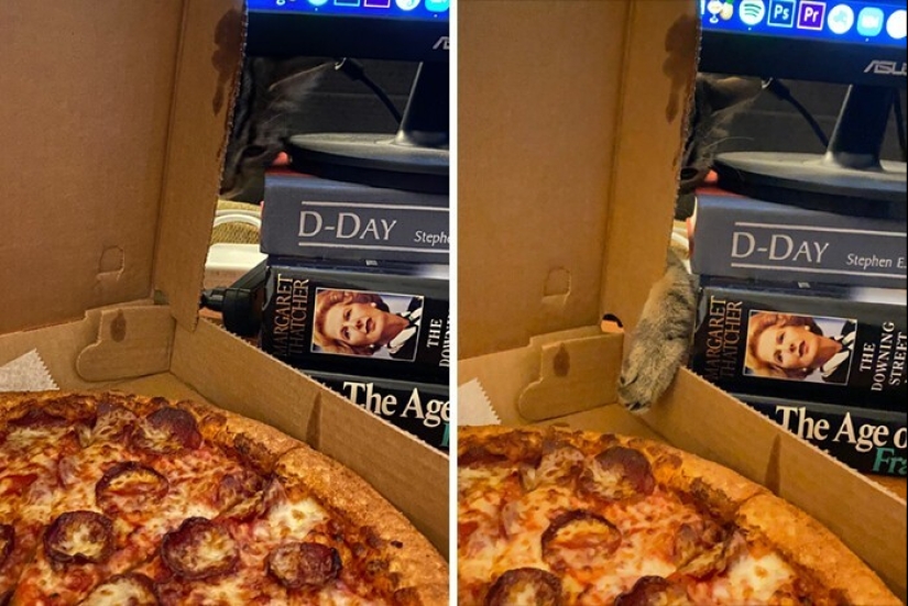 The very arrogance: cats who didn't care about the norms of good behavior The very arrogance: cats who didn't care about the norms of good behavior