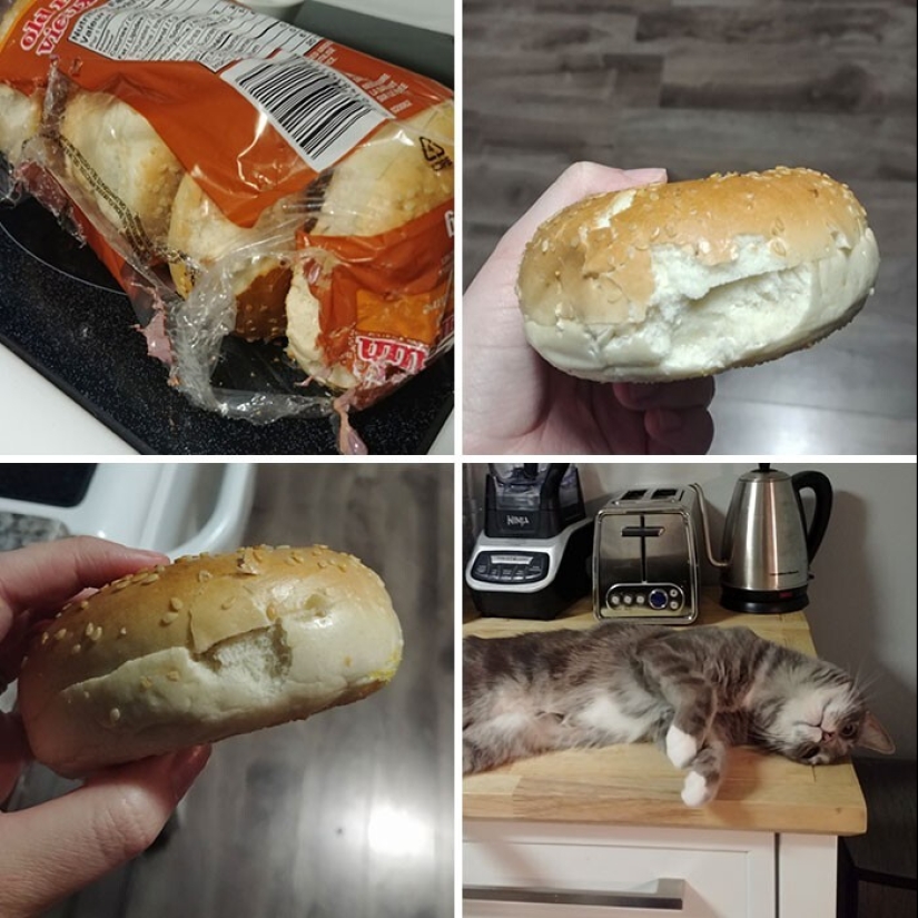 The very arrogance: cats who didn't care about the norms of good behavior The very arrogance: cats who didn't care about the norms of good behavior