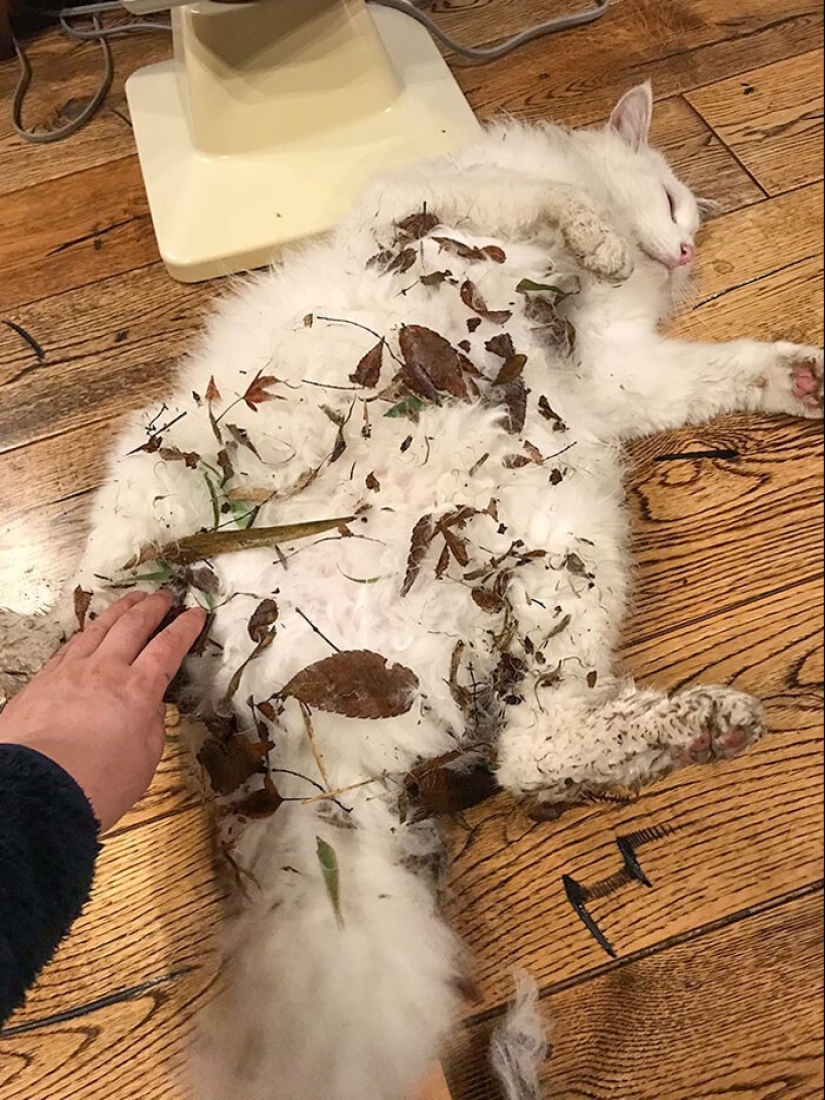 The very arrogance: cats who didn't care about the norms of good behavior The very arrogance: cats who didn't care about the norms of good behavior