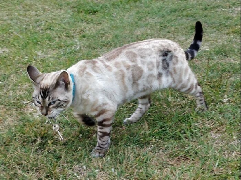 The very arrogance: cats who didn't care about the norms of good behavior The very arrogance: cats who didn't care about the norms of good behavior