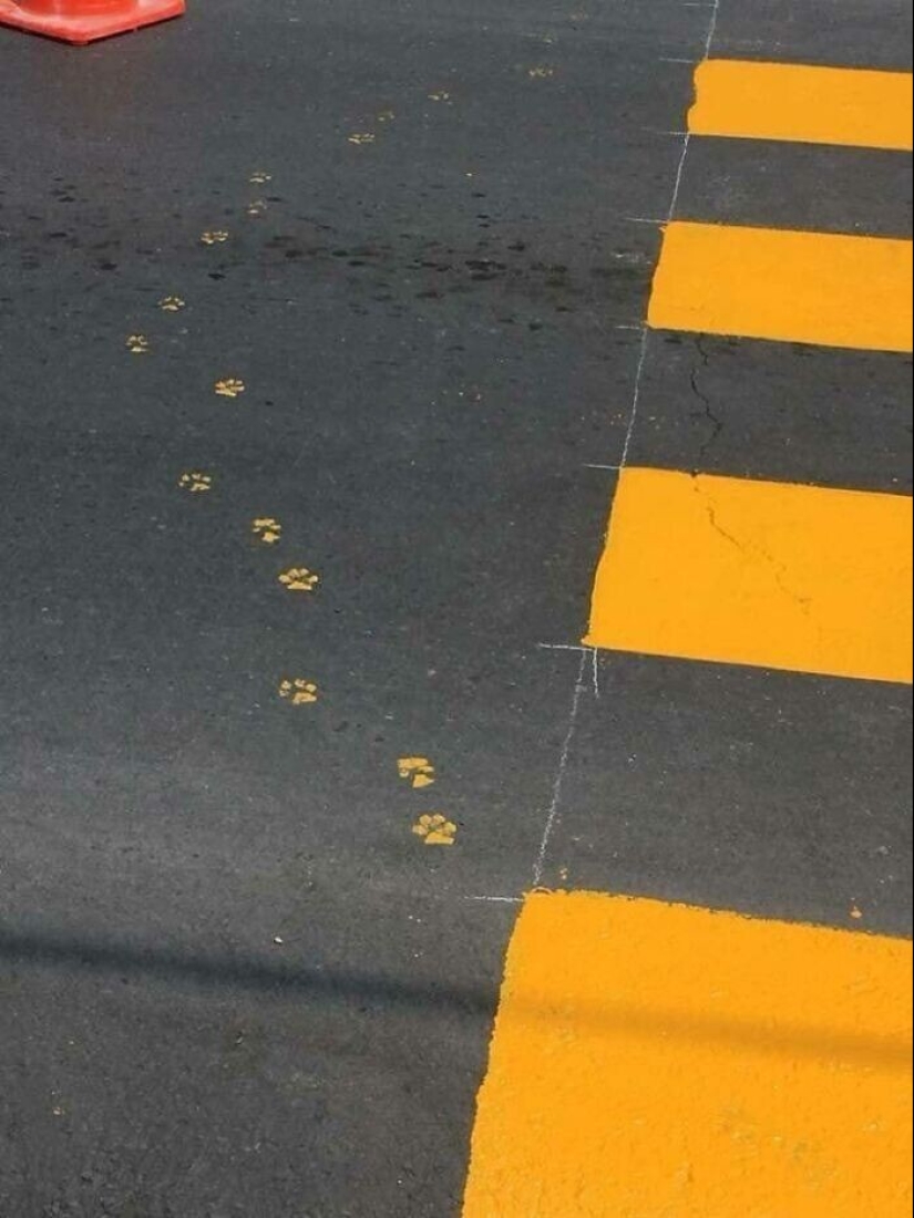 The very arrogance: cats who didn't care about the norms of good behavior The very arrogance: cats who didn't care about the norms of good behavior