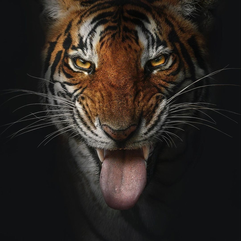 The wild beauty of big cats on pictures of Shaza Jung The wild beauty of big cats on pictures of Shaza Jung