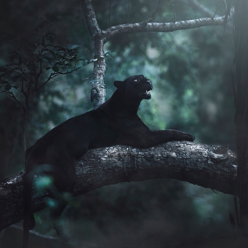 The wild beauty of big cats on pictures of Shaza Jung The wild beauty of big cats on pictures of Shaza Jung