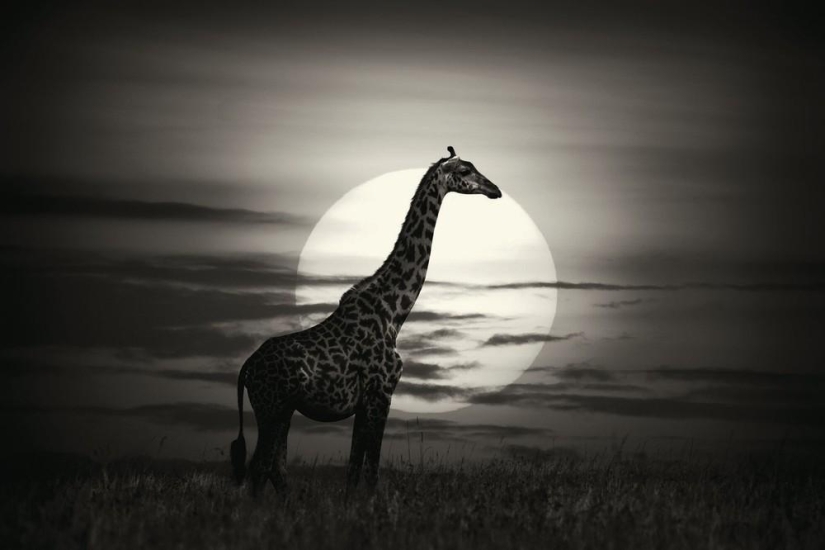 The Wild Side of Africa The Wild Side of Africa